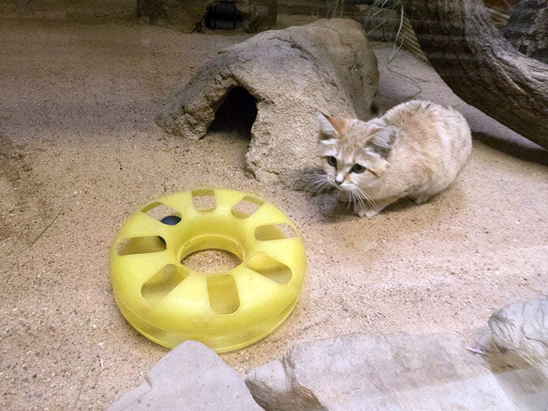 Sandkatze mit Katzenspielzeug am 6. Oktober 2019 im Kleinkatzen-Haus im Grünen Zoo Wuppertal