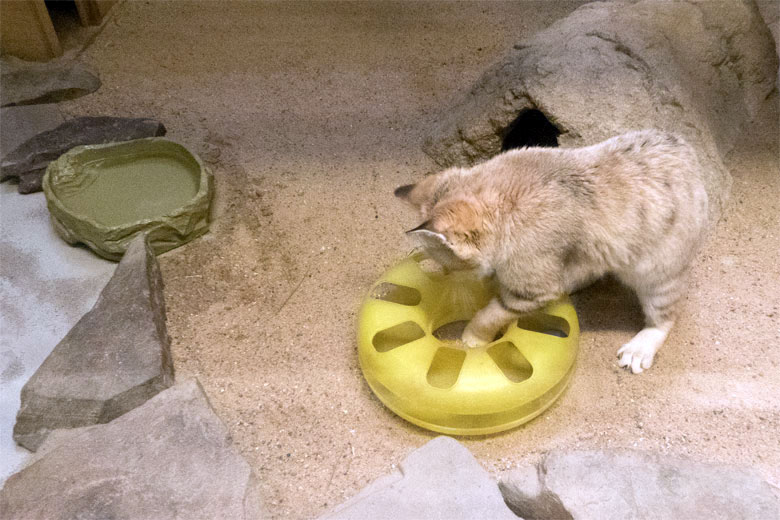 Sandkatze mit Katzenspielzeug am 6. Oktober 2019 im Kleinkatzen-Haus im Grünen Zoo Wuppertal