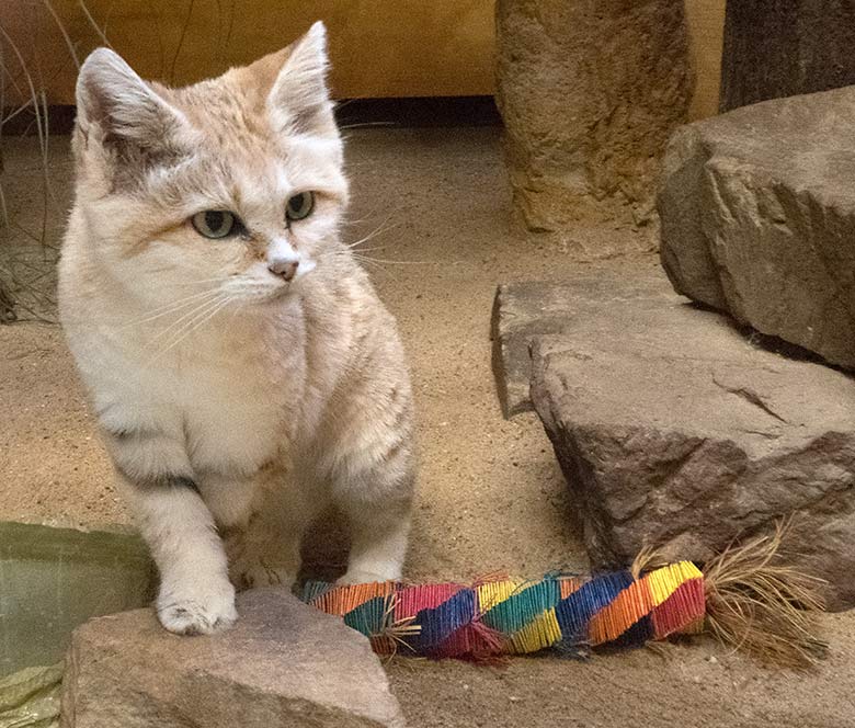 Sandkatze DEMI am 15. Oktober 2019 im Kleinkatzen-Haus im Grünen Zoo Wuppertal