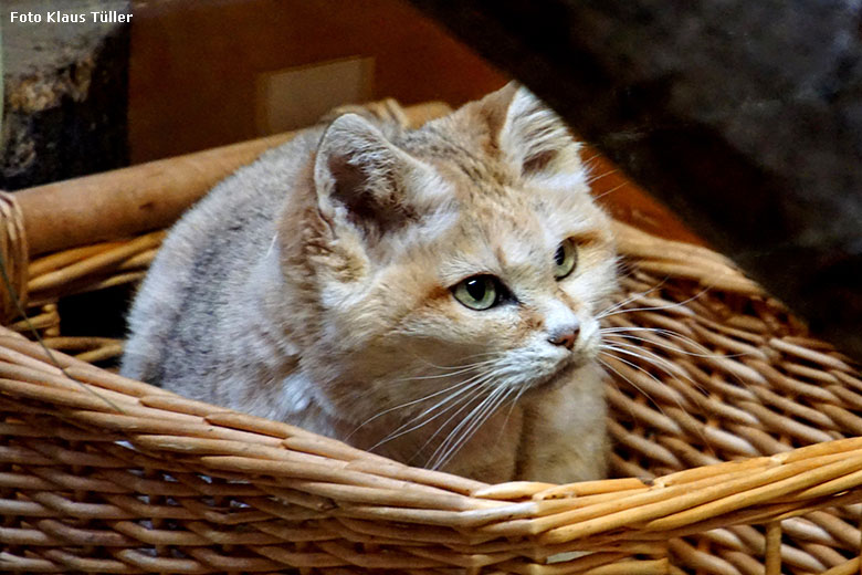 Sandkatze DEMI am 11. Januar 2020 im Kleinkatzen-Haus im Zoo Wuppertal (Foto Klaus Tüller)