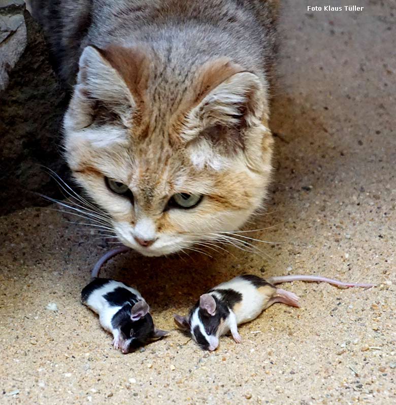 Sandkatze DEMI am 11. Januar 2020 im Kleinkatzen-Haus im Wuppertaler Zoo (Foto Klaus Tüller)