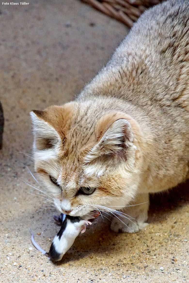 Sandkatze DEMI am 11. Januar 2020 im Kleinkatzen-Haus im Grünen Zoo Wuppertal (Foto Klaus Tüller)