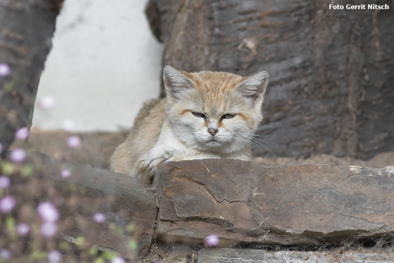 Sandkatze am 22. August 2020 auf der Außenanlage am Kleinkatzen-Haus im Zoo Wuppertal (Foto Gerrit Nitsch)