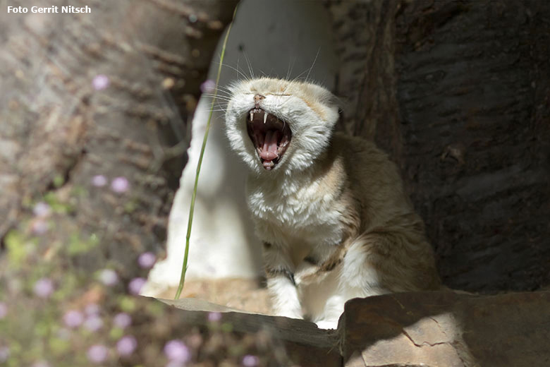 Sandkatze am 22. August 2020 auf der Außenanlage am Kleinkatzen-Haus im Wuppertaler Zoo (Foto Gerrit Nitsch)