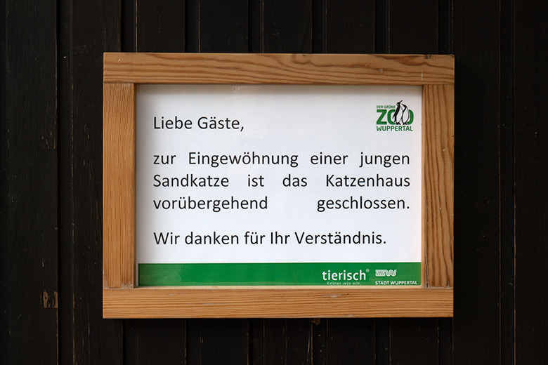 Information zur Eingewöhnung einer jungen Sandkatze am 15. April 2023 am Kleinkatzen-Haus im Grünen Zoo Wuppertal