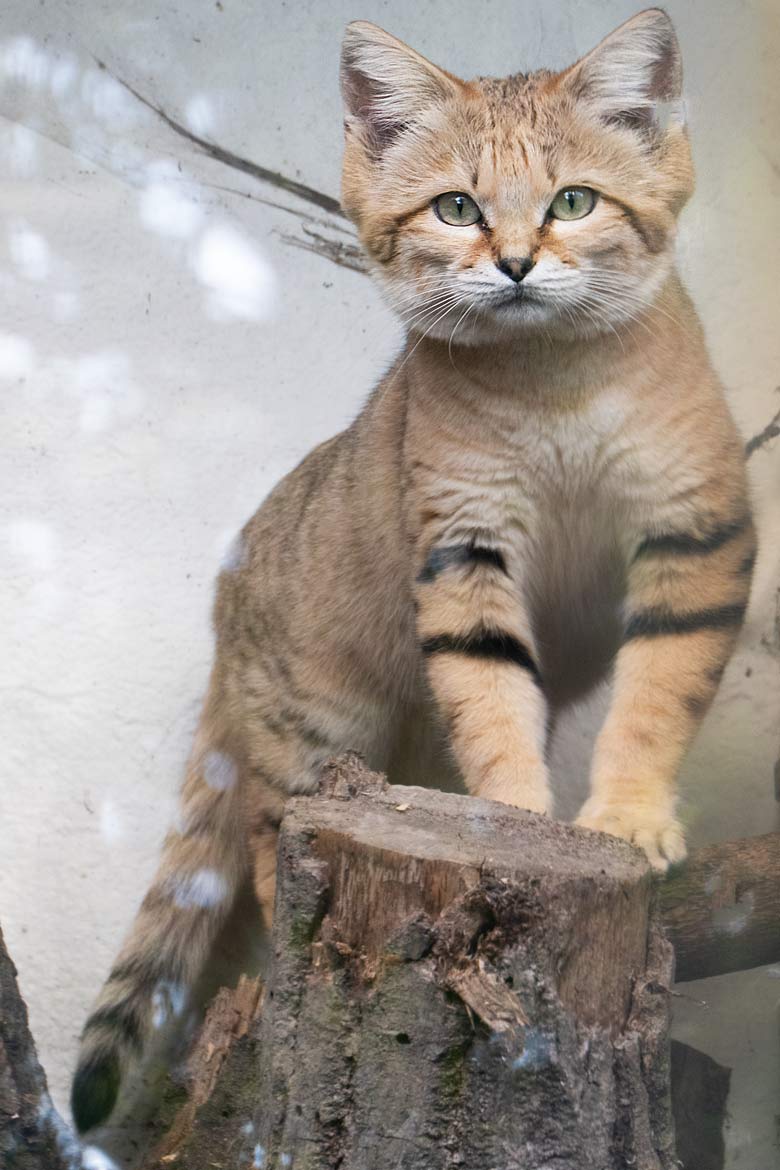 Arabischer Sandkatzen-Kater GREYJOY am 2. Mai 2023 auf der Außenanlage am Kleinkatzen-Haus im Grünen Zoo Wuppertal