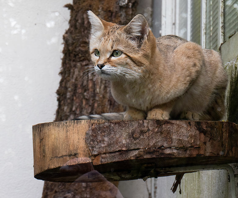 Arabischer Sandkatzen-Kater GREYJOY am 2. Mai 2023 auf der Außenanlage am Kleinkatzen-Haus im Wuppertaler Zoo