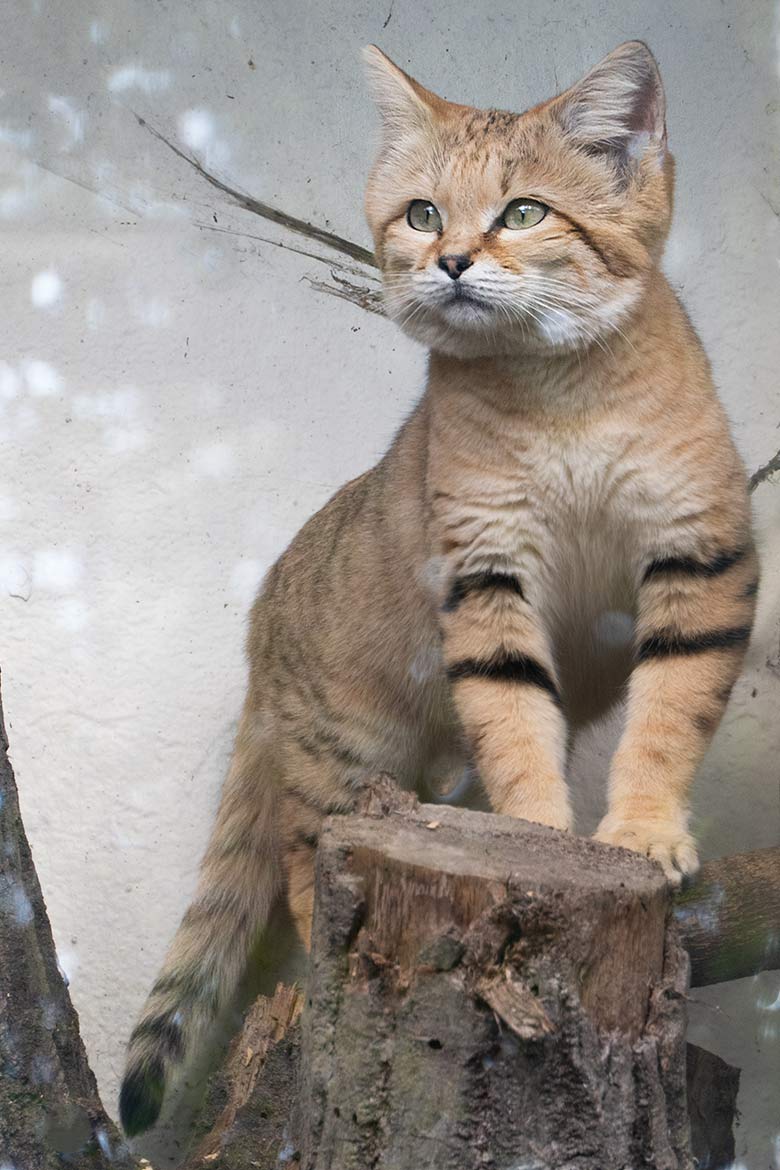 Arabischer Sandkatzen-Kater GREYJOY am 2. Mai 2023 auf der Außenanlage am Kleinkatzen-Haus im Zoologischen Garten Wuppertal