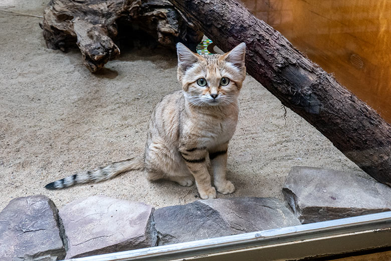 Arabischer Sandkatzen-Kater GREYJOY am 6. Mai 2023 im Kleinkatzen-Haus im Grünen Zoo Wuppertal