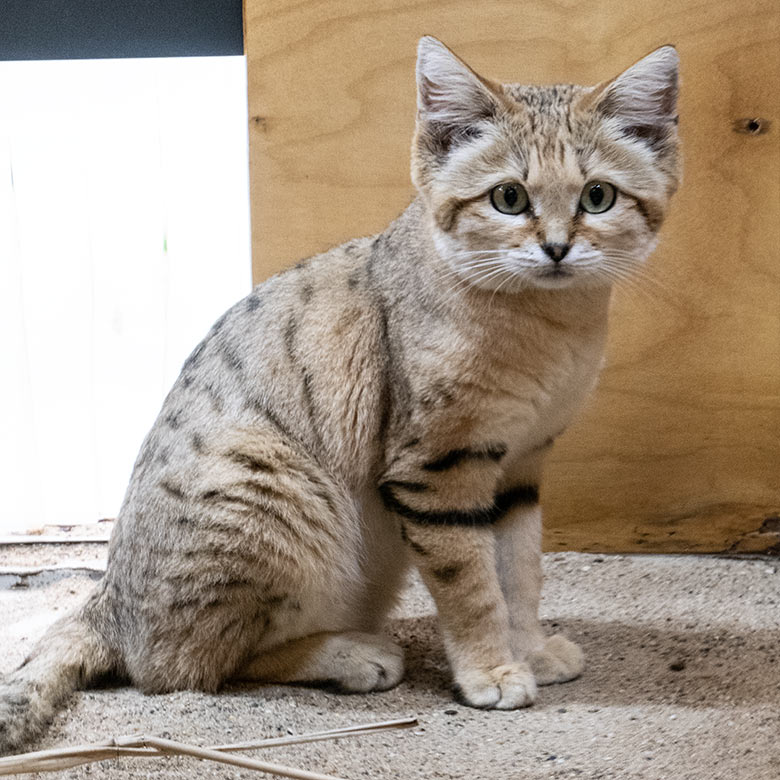 Arabischer Sandkatzen-Kater GREYJOY am 6. Mai 2023 im Kleinkatzen-Haus im Zoologischen Garten der Stadt Wuppertal