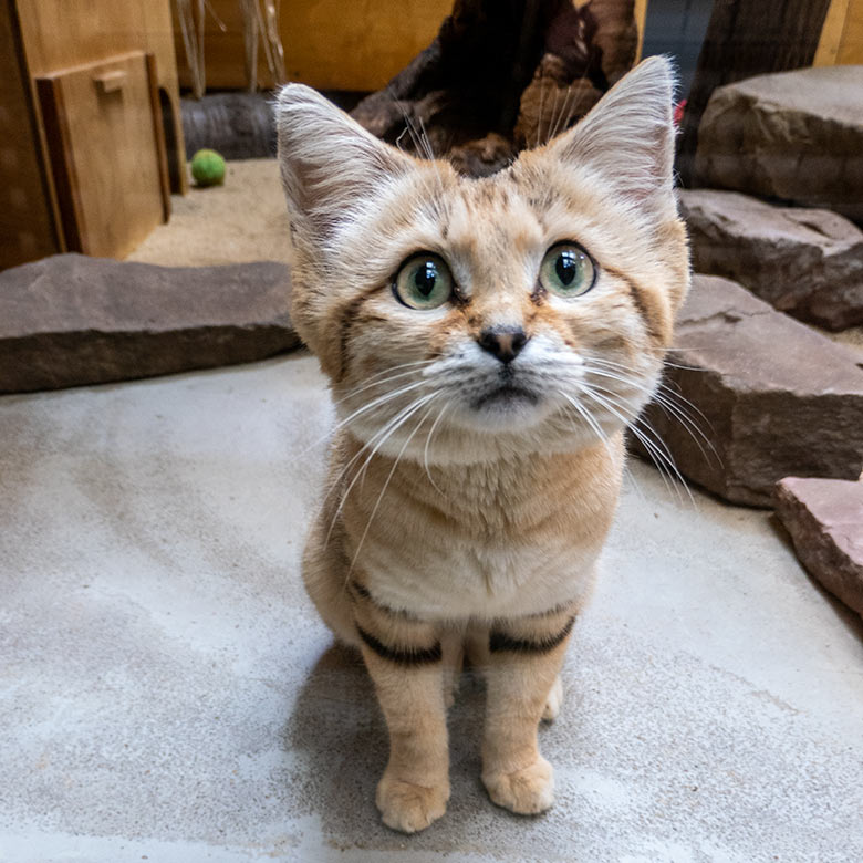 Arabischer Sandkatzen-Kater GREYJOY am 6. Mai 2023 im Kleinkatzen-Haus im Wuppertaler Zoo