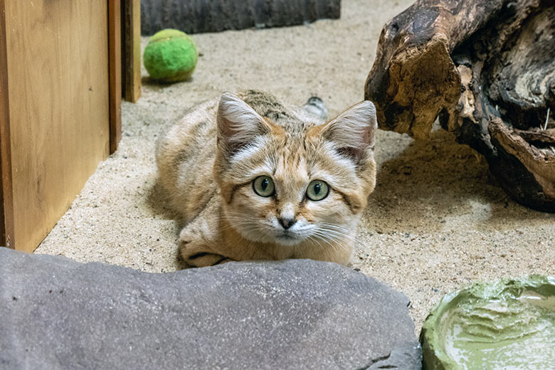 Arabischer Sandkatzen-Kater GREYJOY am 6. Mai 2023 im Kleinkatzen-Haus im Zoologischen Garten Wuppertal