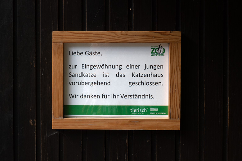 Information zur Eingewöhnung einer jungen Sandkatze am 22. August 2023 am Kleinkatzen-Haus im Zoologischen Garten Wuppertal