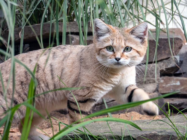 Männliche Arabische Sandkatze GREYJOY am 27. September 2023 auf der Außenanlage am Kleinkatzen-Haus im Grünen Zoo Wuppertal