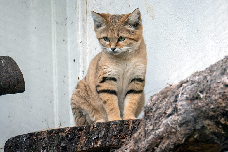 Männliche Arabische Sandkatze GREYJOY am 27. September 2023 auf der Außenanlage am Kleinkatzen-Haus im Zoo Wuppertal