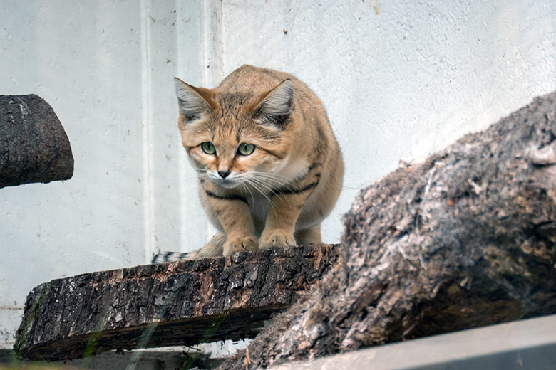 Männliche Arabische Sandkatze GREYJOY am 27. September 2023 auf der Außenanlage am Kleinkatzen-Haus im Wuppertaler Zoo