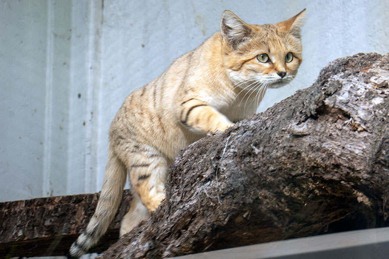 Männliche Arabische Sandkatze GREYJOY am 27. September 2023 auf der Außenanlage am Kleinkatzen-Haus im Grünen Zoo Wuppertal