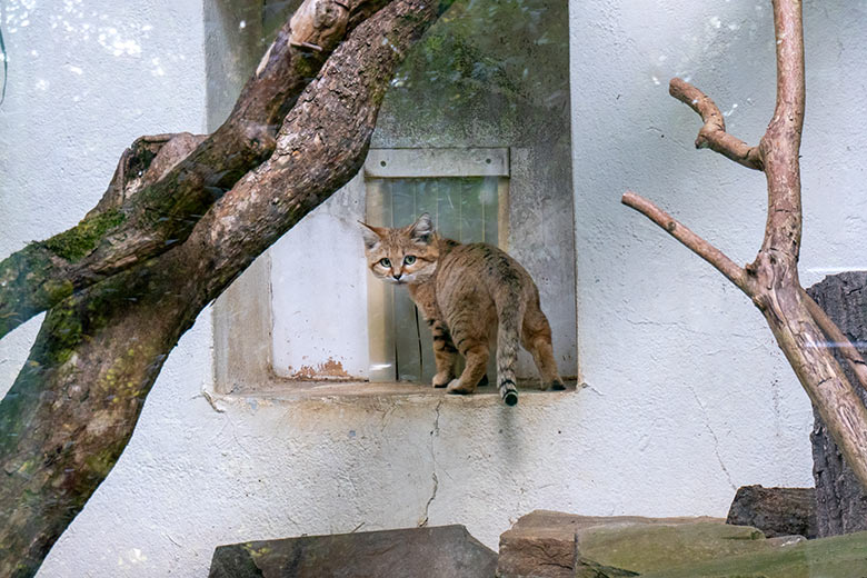 Arabische Sandkatze am 27. September 2023 auf der Außenanlage am Kleinkatzen-Haus im Zoologischen Garten Wuppertal