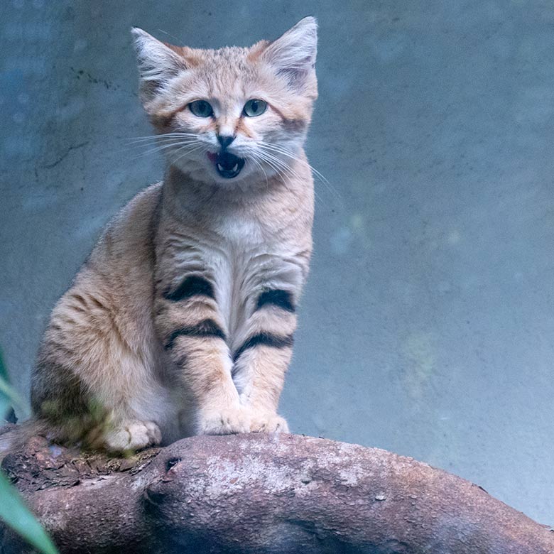 Arabische Sandkatze am 27. September 2023 auf der Außenanlage am Kleinkatzen-Haus im Zoo Wuppertal