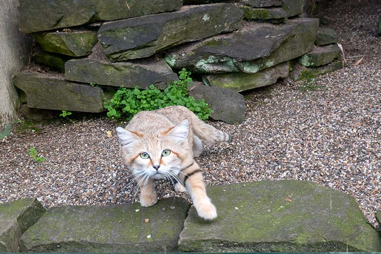 Arabische Sandkatze am 27. September 2023 auf der Außenanlage am Kleinkatzen-Haus im Wuppertaler Zoo