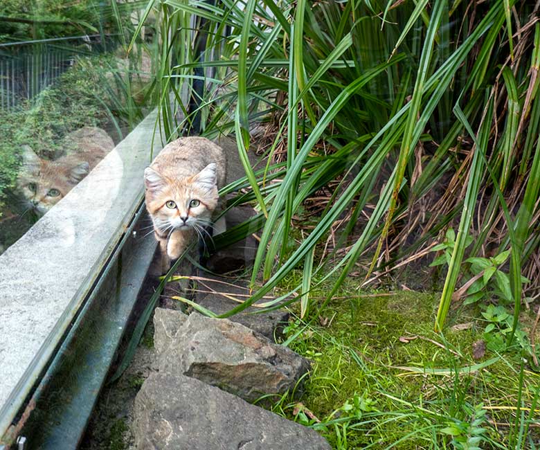 Arabische Sandkatze am 27. September 2023 auf der Außenanlage am Kleinkatzen-Haus im Grünen Zoo Wuppertal