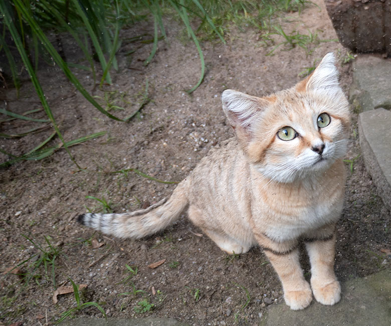 Arabische Sandkatze am 27. September 2023 auf der Außenanlage am Kleinkatzen-Haus im Zoologischen Garten der Stadt Wuppertal