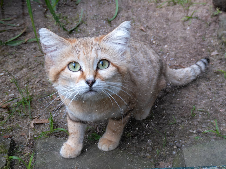 Arabische Sandkatze am 27. September 2023 auf der Außenanlage am Kleinkatzen-Haus im Zoo Wuppertal