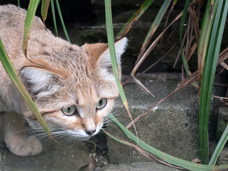 Arabische Sandkatze am 27. September 2023 auf der Außenanlage am Kleinkatzen-Haus im Wuppertaler Zoo