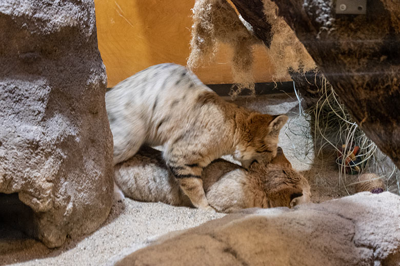 Obligatorischer Nacken-Biss bei der Paarung der Arabischen Sandkatzen-Katze SEA mit dem Sandkatzen-Kater GREYJOY am 31. Januar 2024 im Kleinkatzen-Haus im Grünen Zoo Wuppertal