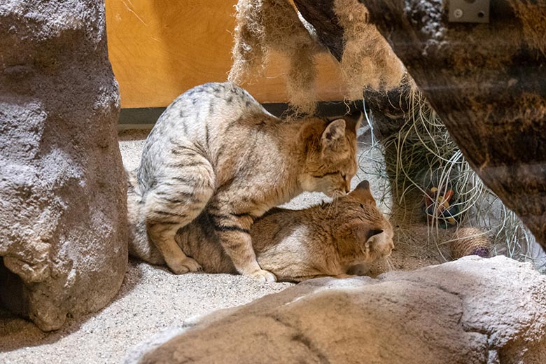 Paarung der Arabischen Sandkatzen-Katze SEA mit dem Sandkatzen-Kater GREYJOY am 31. Januar 2024 im Kleinkatzen-Haus im Zoologischen Garten Wuppertal