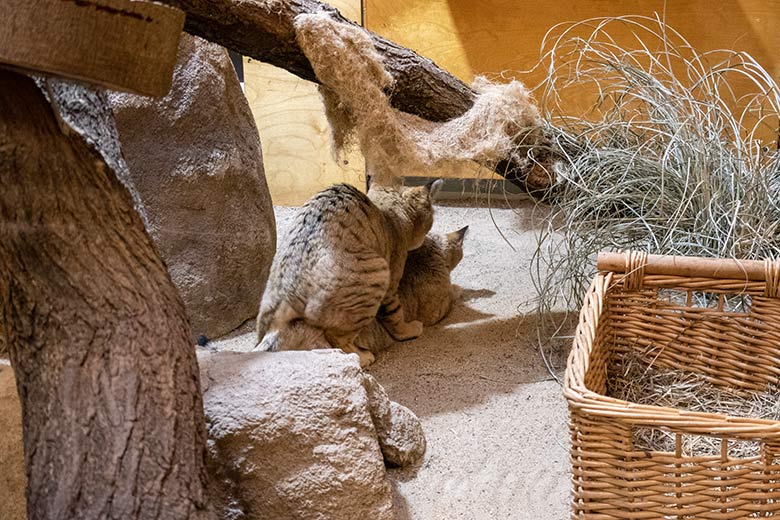 Paarung der Arabischen Sandkatzen-Katze SEA mit dem Sandkatzen-Kater GREYJOY am 31. Januar 2024 im Kleinkatzen-Haus im Grünen Zoo Wuppertal