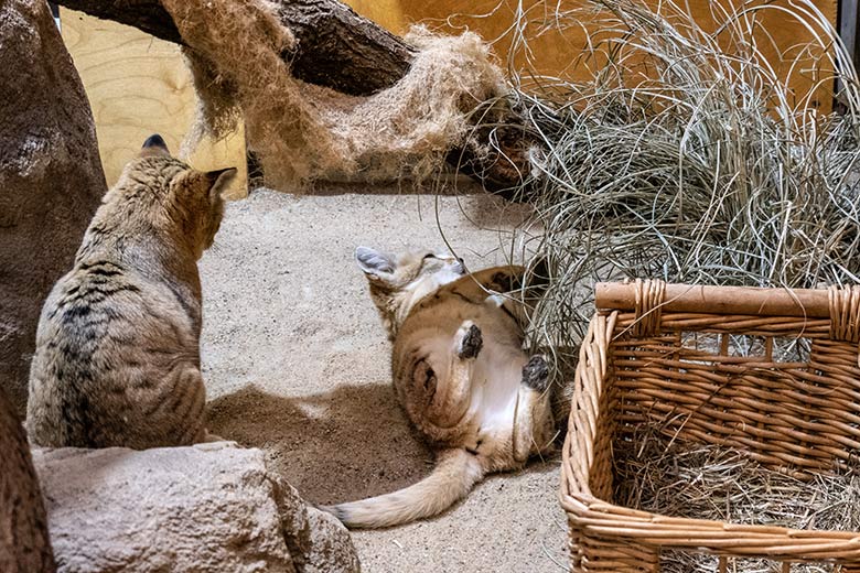 Arabischer Sandkatzen-Kater GREYJOY und die rollige Arabische Sandkatzen-Katze SEA nach der Paarung am 31. Januar 2024 im Kleinkatzen-Haus im Wuppertaler Zoo