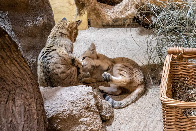 Arabischer Sandkatzen-Kater GREYJOY und die rollige Arabische Sandkatzen-Katze SEA nach der Paarung am 31. Januar 2024 im Kleinkatzen-Haus im Grünen Zoo Wuppertal