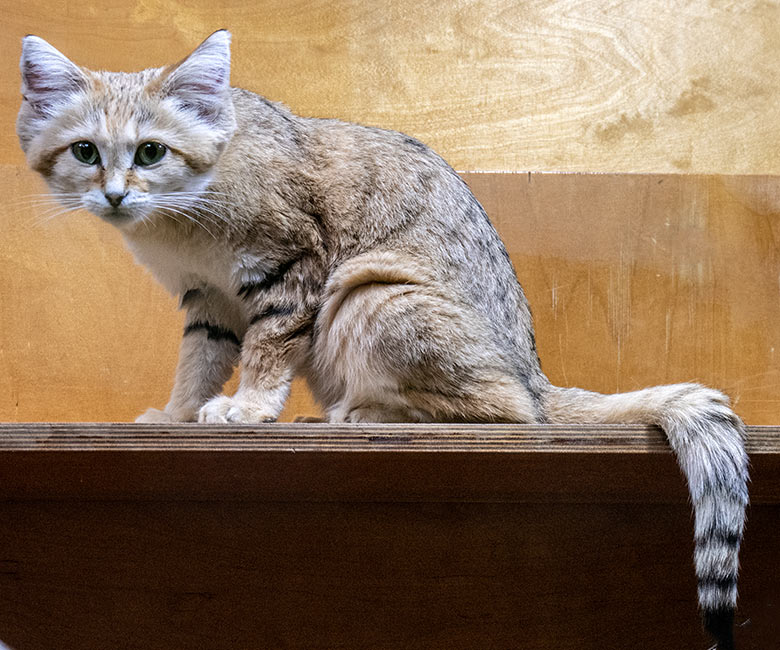 Weibliche Arabische Sandkatze SEA am 3. März 2024 im Innengehege im Kleinkatzen-Haus im Grünen Zoo Wuppertal