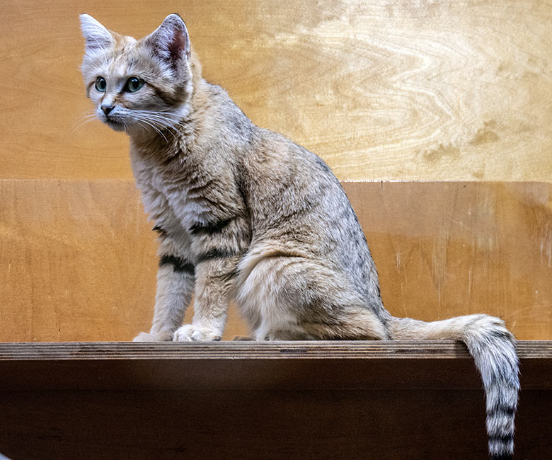 Weibliche Arabische Sandkatze SEA am 3. März 2024 im Innengehege im Kleinkatzen-Haus im Wuppertaler Zoo