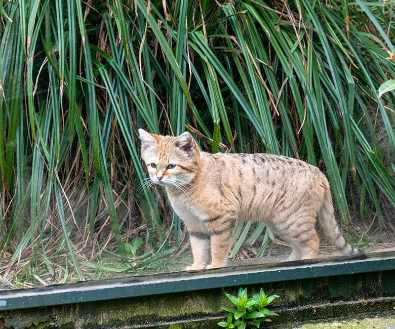 Männliche Arabische Sandkatze GREYJOY am 7. April 2024 auf der Außenanlage am Kleinkatzen-Haus im Grünen Zoo Wuppertal