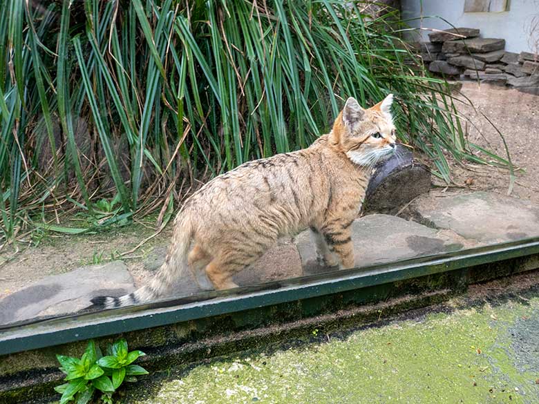 Männliche Arabische Sandkatze GREYJOY am 7. April 2024 auf der Außenanlage am Kleinkatzen-Haus im Zoologischen Garten der Stadt Wuppertal