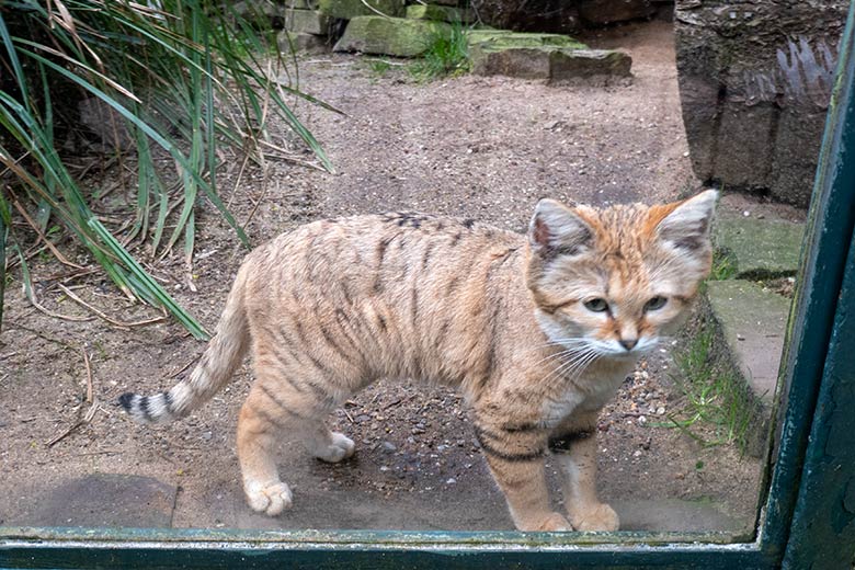 Männliche Arabische Sandkatze GREYJOY am 7. April 2024 auf der Außenanlage am Kleinkatzen-Haus im Zoo Wuppertal