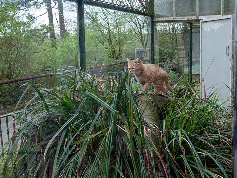 Männliche Arabische Sandkatze GREYJOY am 7. April 2024 auf der Außenanlage am Kleinkatzen-Haus im Wuppertaler Zoo