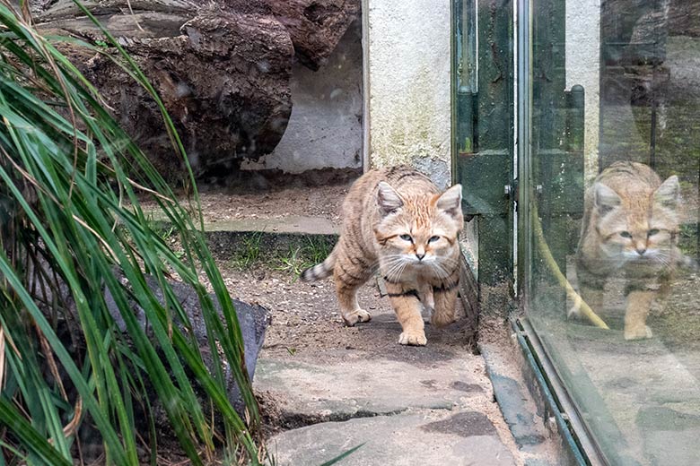 Männliche Arabische Sandkatze GREYJOY am 7. April 2024 auf der Außenanlage am Kleinkatzen-Haus im Grünen Zoo Wuppertal