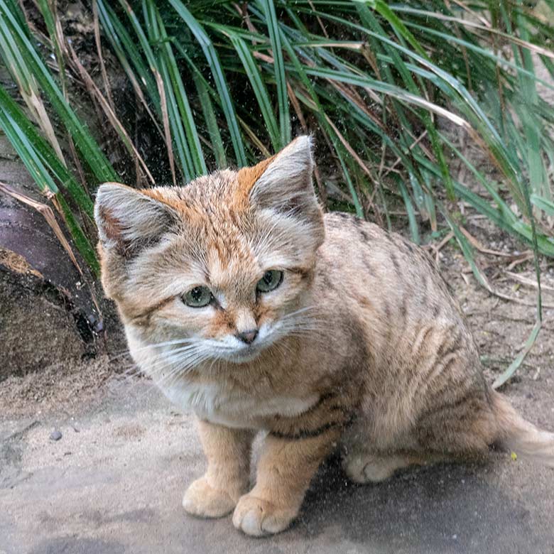 Männliche Arabische Sandkatze GREYJOY am 7. April 2024 auf der Außenanlage am Kleinkatzen-Haus im Zoologischen Garten Wuppertal