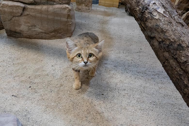Männliche Arabische Sandkatze UFUK am 9. August 2025 im Innengehege im Kleinkatzen-Haus im Zoo Wuppertal