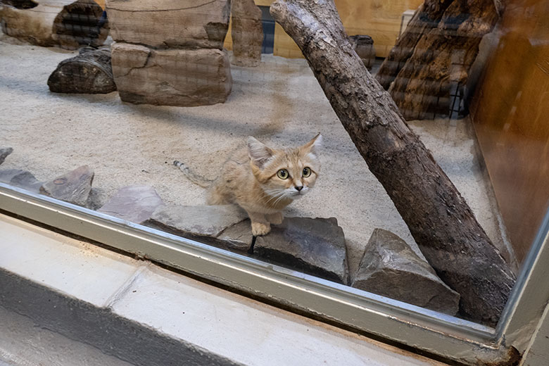 Männliche Arabische Sandkatze UFUK am 9. August 2025 im Innengehege im Kleinkatzen-Haus im Wuppertaler Zoo