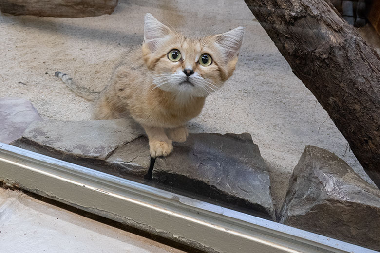 Männliche Arabische Sandkatze UFUK am 9. August 2025 im Innengehege im Kleinkatzen-Haus im Zoo Wuppertal