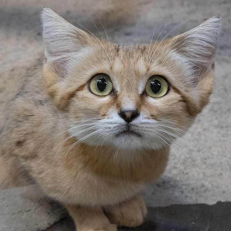 Männliche Arabische Sandkatze UFUK am 9. August 2025 im Innengehege im Kleinkatzen-Haus im Grünen Zoo Wuppertal