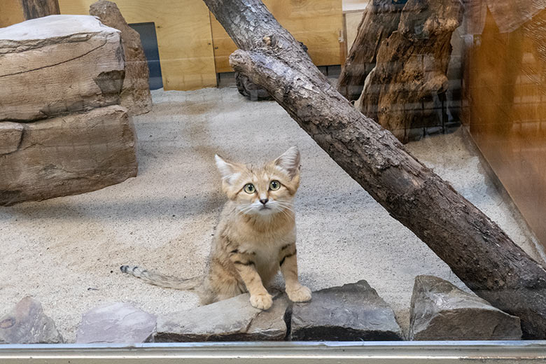 Männliche Arabische Sandkatze UFUK am 9. August 2025 im Innengehege im Kleinkatzen-Haus im Zoologischen Garten Wuppertal