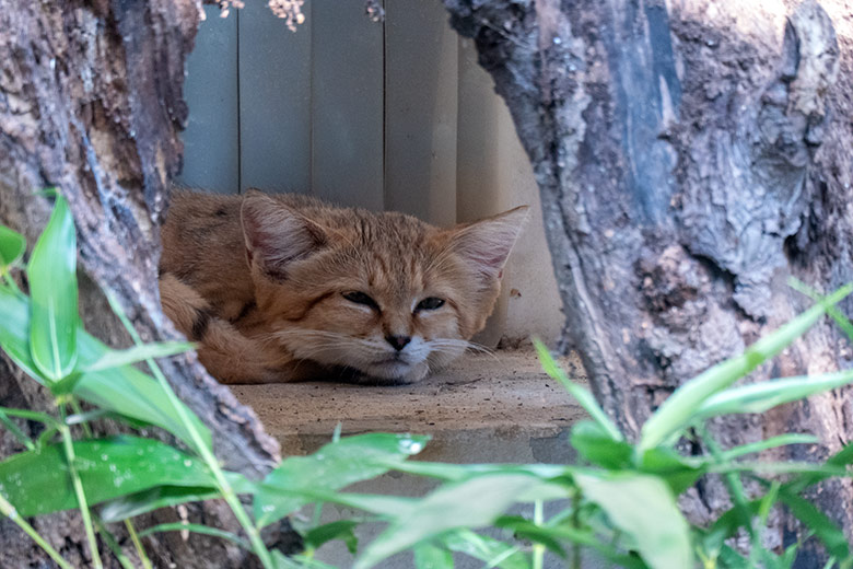 Männliche Arabische Sandkatze UFUK am 12. August 2025 auf der Außenanlage am Kleinkatzen-Haus im Grünen Zoo Wuppertal