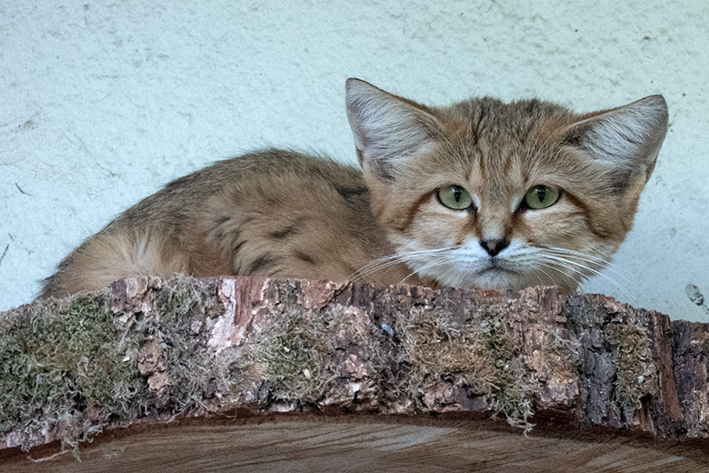 Männliche Arabische Sandkatze UFUK am 13. August 2025 auf der Außenanlage am Kleinkatzen-Haus im Zoo Wuppertal