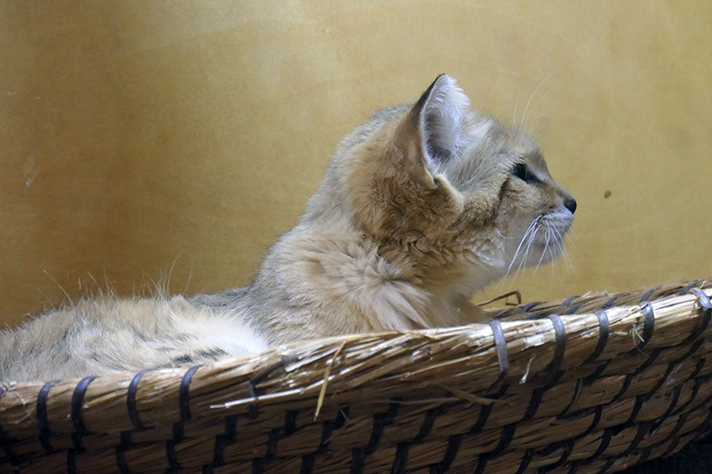 Männliche Arabische Sandkatze UFUK am 23. August 2025 im Innengehege im Kleinkatzen-Haus im Wuppertaler Zoo