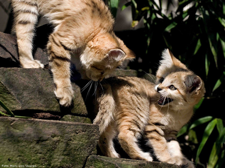 Sandkatzen im Zoo Wuppertal im Juli 2008 (Foto Moni von Vooren)